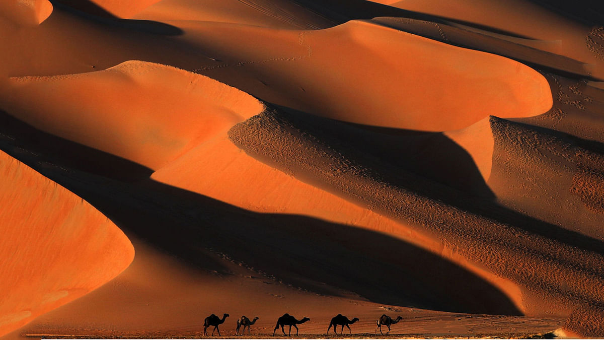 Camels walk across the Liwa desert, some 250 kilometres west of the Gulf emirate of Abu Dhabi, during the Liwa 2018 Moreeb Dune Festival on 2 January 2018. Photo: AFP