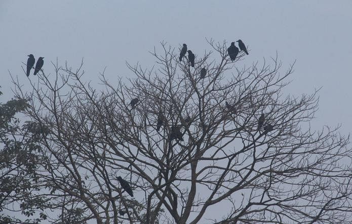 A flock of crows on a tree in a foggy winter morning. The picture was taken at Salihipara in Manikganj Sadar upazila on 2 January. Photo: Abdul Momin