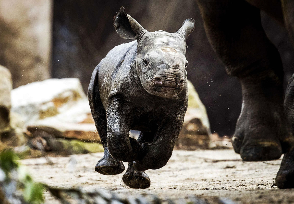 A rhino baby, not yet named, walks outside for the first time with her mother Naima at Blijdorp Zoo in Rotterdam, Netherlands on 4 January 2018. The rhino baby is born on 23 December 2017. AFP