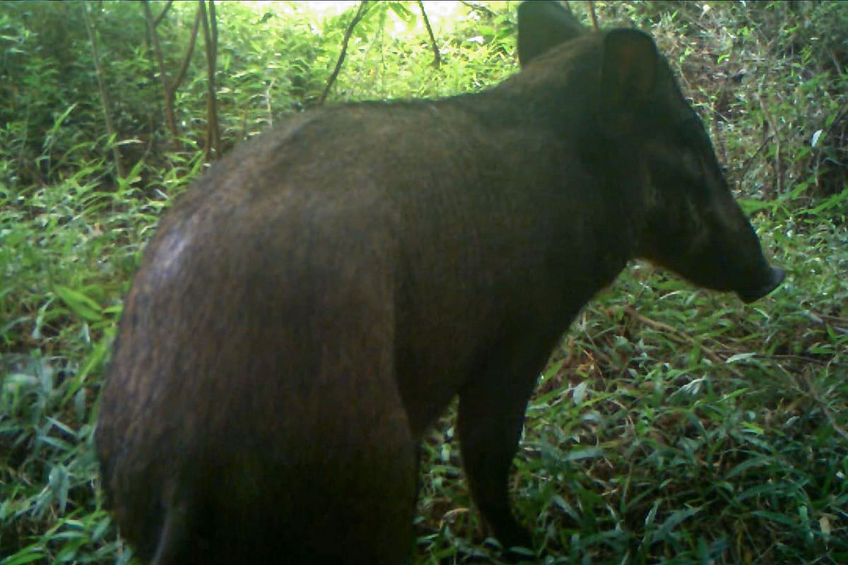 This handout from the Chester Zoo taken with a trap-camera on 24 January, 2017 and released on 5 January, 2018 shows an endangered Javan warty pig on Indonesia`s Java island. Photo: AFP