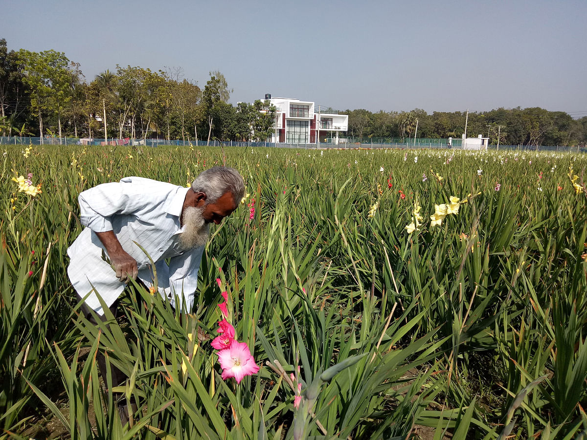 Farmer M Moslem Uddin busy farming Gladiolas flower in his two acres of land in Piarpur of Faridpur sadar upazila on 6 January 2018. Photo: Alimuzzaman