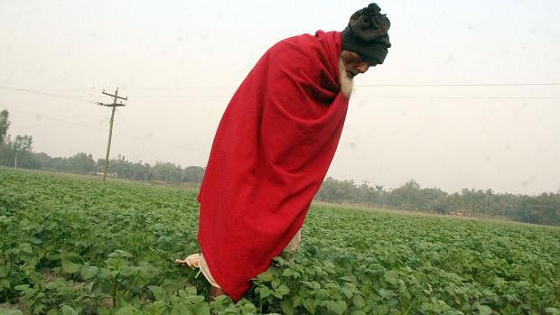 An old farmer cloaked in blanket at his potato field in Rangpur's Burail. Photo: Moinul Islam