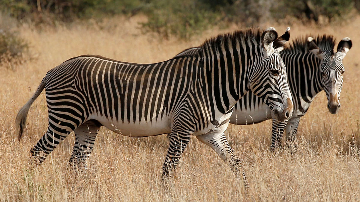 Grevy`s zebras, the most threatened species of zebra, graze at the Mpala research centre in Laikipia County, Kenya, on 7. Photo: Reuuters