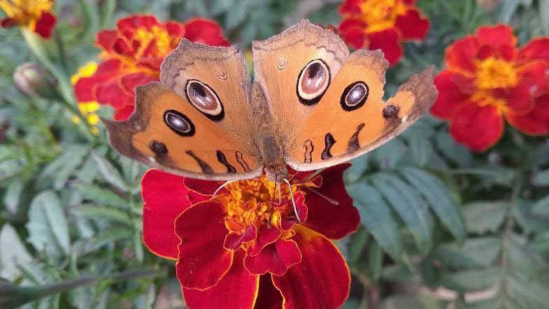 Peacock butterfly resting on marigold flower at public works office premises in Kishoreganj on 11 January 2018. Peacock butterflies adopts bright colour in summer and grey in rainy season. Photo: Tafsilul Aziz