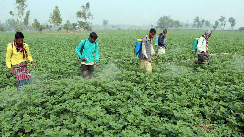 Farmers spray insecticide to save potatoes from late blight fungus at Botlapara in Rangpur on 11 January 2018. Photo: Moinul Islam