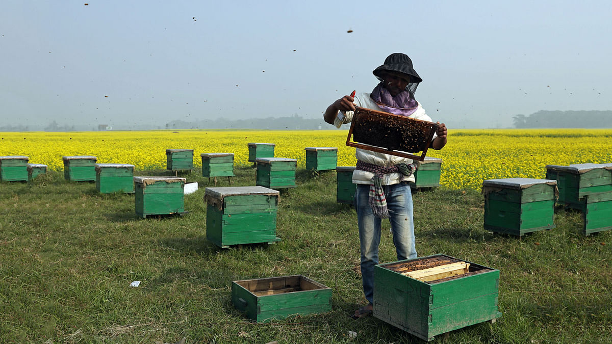 A man collects honey at a bee garden in Munshiganj, near Dhaka. Photo: Reuters