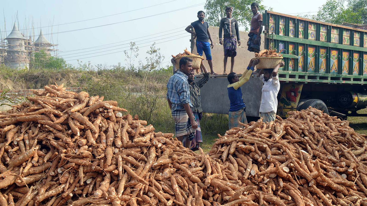 Workers load Cassava, which is used to make glucose and other medicines, on trucks in Comilla’s Lalmai area on 12 January. This year Cassava had a bumper production.  Photo: Emdadul Haque