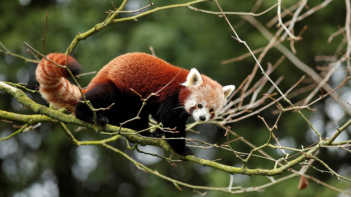 A Red Panda (Ailurus fulgens) climbs a tree at the Beauval zoo in Saint-Aignan-sur-Cher, central France, 13 January. Photo: Reuters