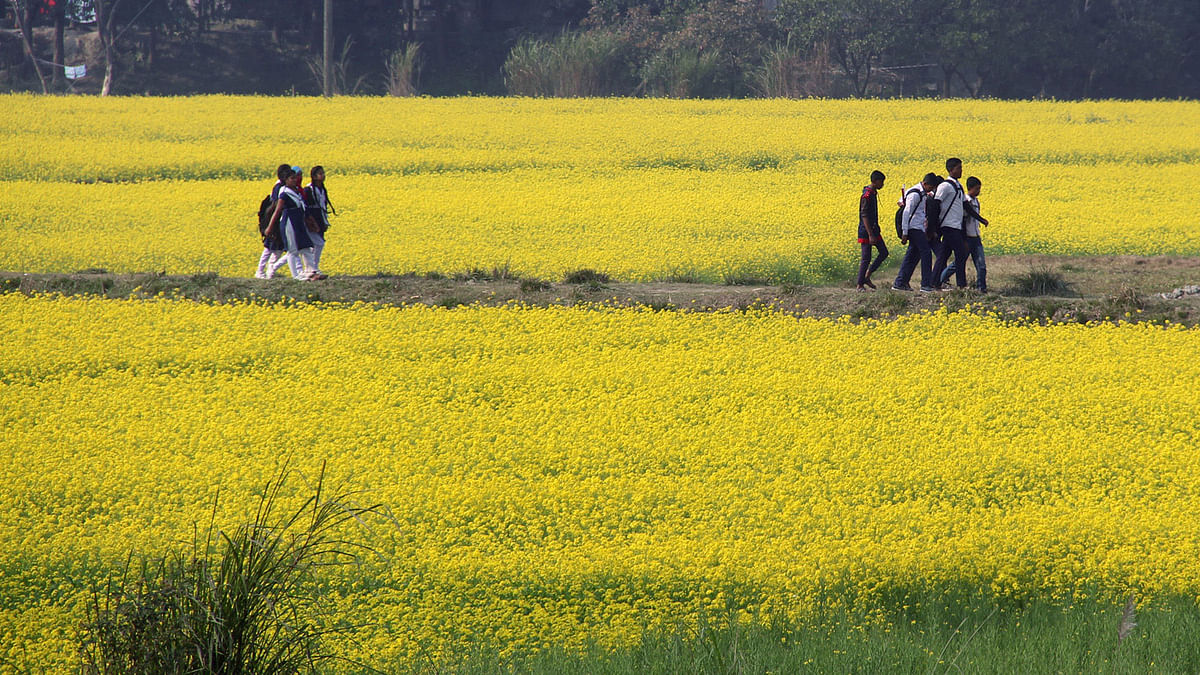 Students return home walking through mustard fields in Manikganj on 16 January. Photo: Abdul Momin.