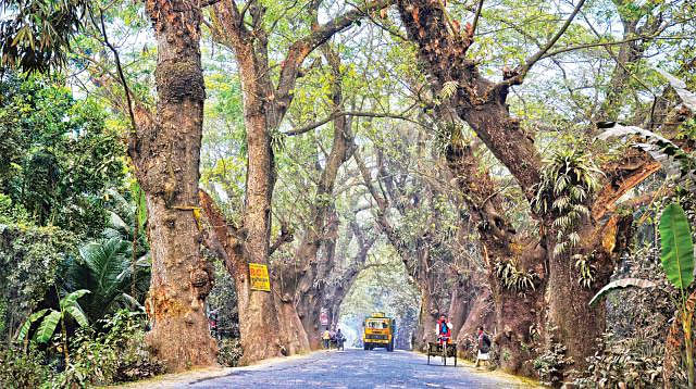 Authorities decide to fell these century-old trees to widen the famous Jessore Road. Photo: Ehsan-ud-Daula/Prothom Alo