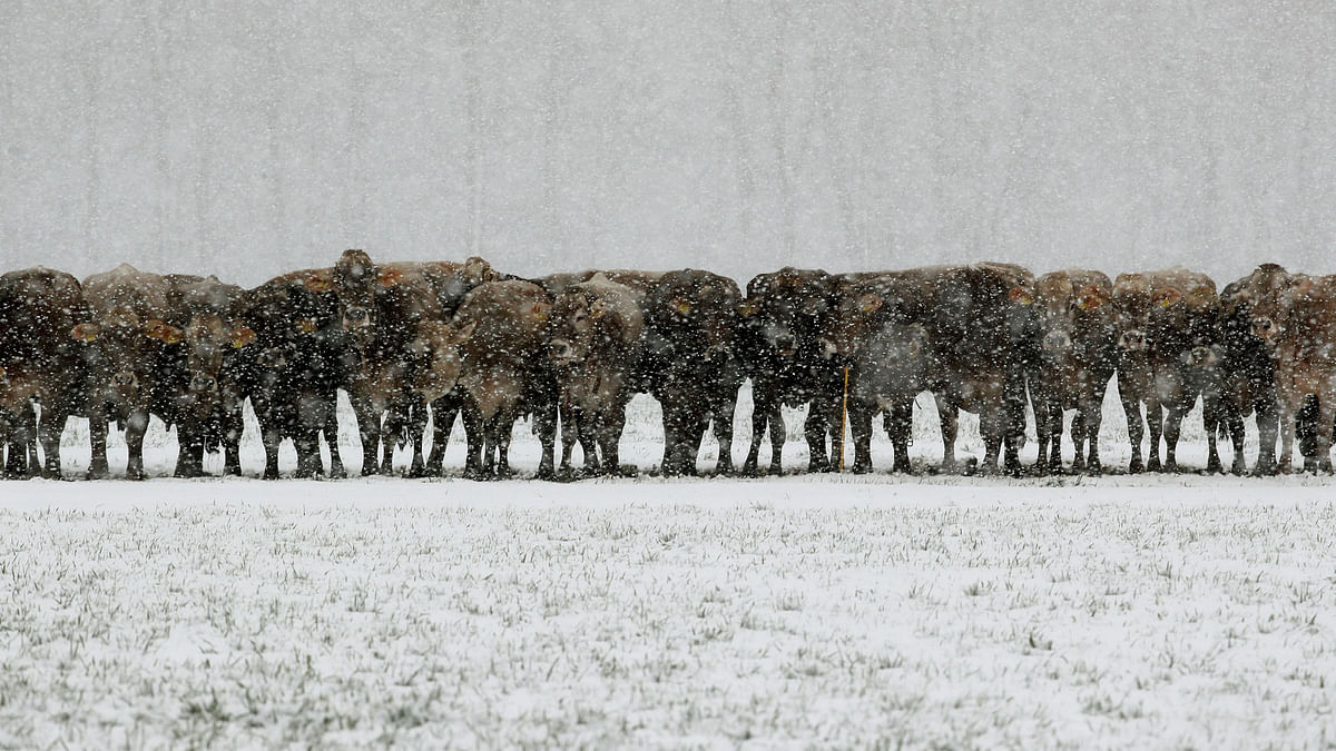 Cows are seen during snowfalls near Landquart, Switzerland, 18 January 2018. Photo: Reuters
