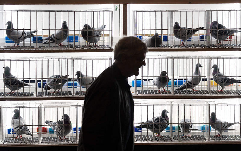 Pigeons are displayed for sale at the annual two-day `British Homing World Show of the Year` held in the Winter Gardens in Blackpool, north west England on 21 January. Photo: AFP
