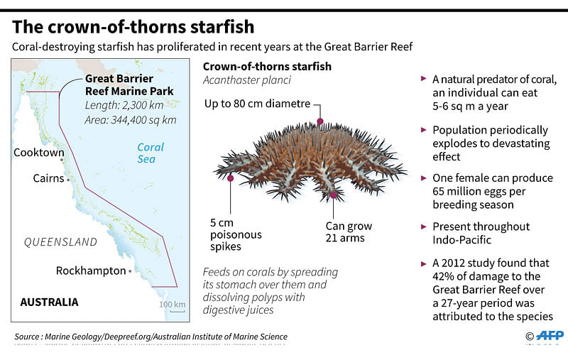 Factfile on a predatory starfish that is causing devastating damage on Australia`s Great Barrier Reef. AFP