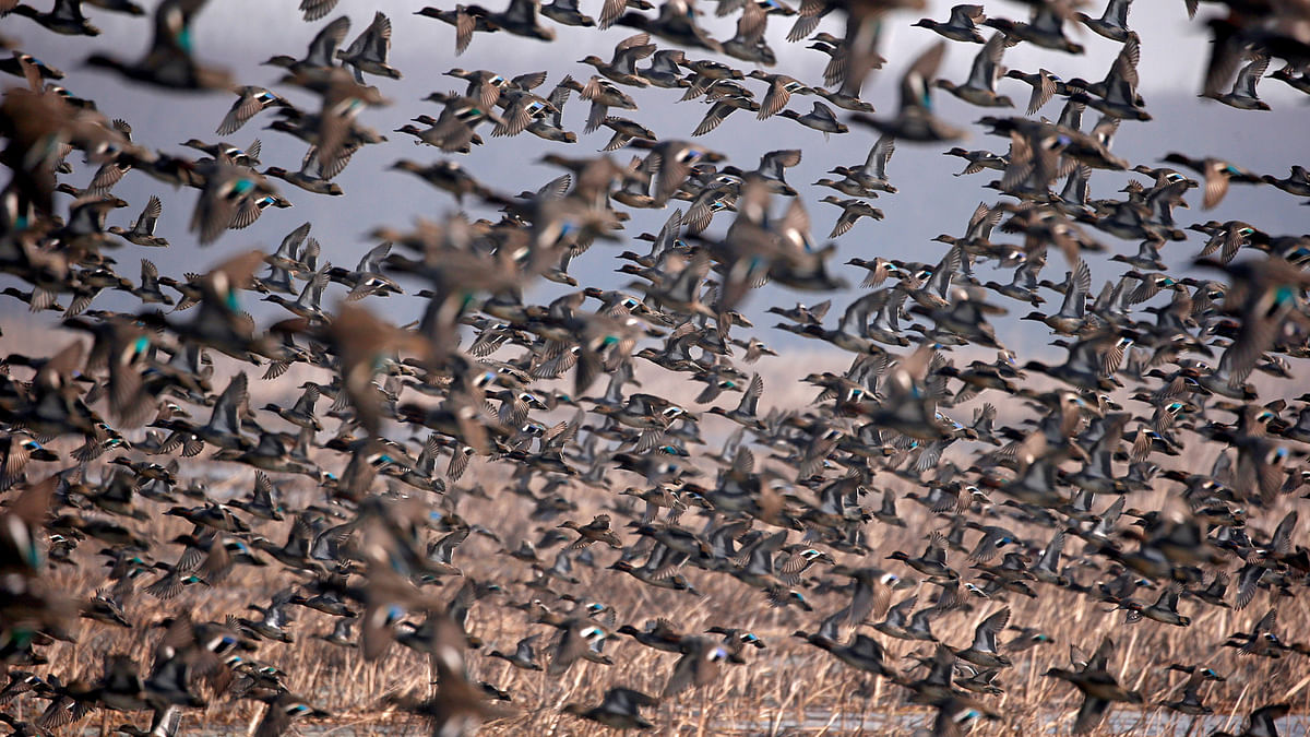 A flock of Common Teal fly across a wetland on a winter day on the outskirts of Srinagar 22 January 2018.  Photo: Reuters