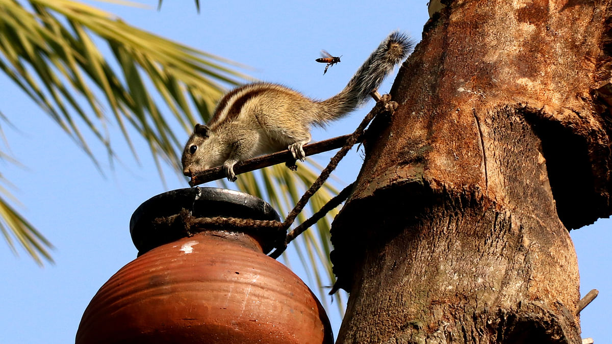 The bee is done and now its the squirrel`s turn to sip date juice at Boladanga in Jessore on 23 January 2018. Photo: Ehsan-Ud-Daula