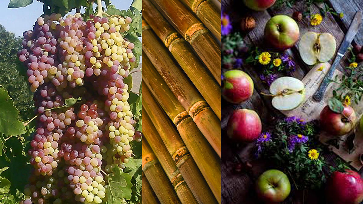 Fruits like grapes, sugarcane, apples benefit skin, hair, and scalp. Photos are taken from Wikimedia Commons, Flickr, PxHere