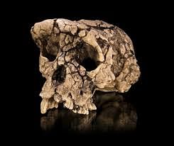 File photo of a skull. Photo: Collected