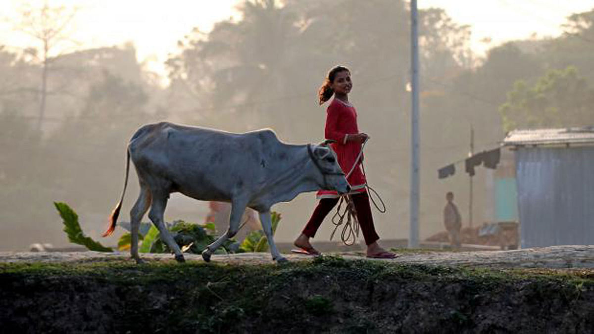 A child returns home with a cow at dusk at the village of Sharsha in Jessore. 28 January 2018. Photo: Ehsan-Ud-Daula