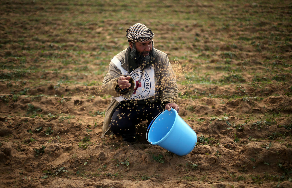 A Palestinian farmer throws wheat seeds during a tour by the International Committee of the Red Cross (ICRC), near the border with Israel, in the southern Gaza Strip on 29 January 2018. Photo: Reuters