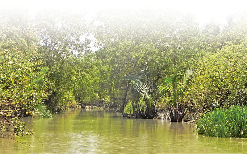 Sundarbans` Sundari plants declining fast.photo : prothom alo
