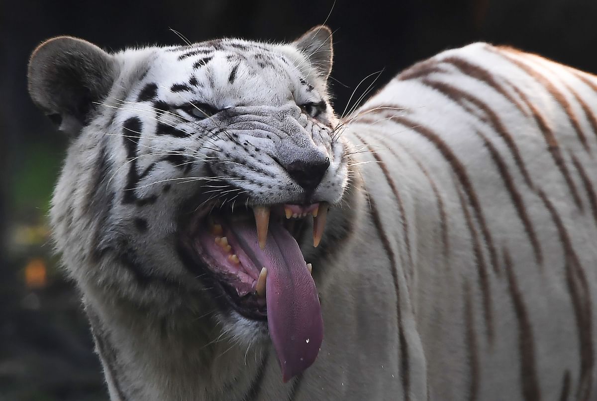 A white tiger looks on at the Alipore Zoological Garden in the Indian city of Kolkata on 28 January 2018. Photo: AFP