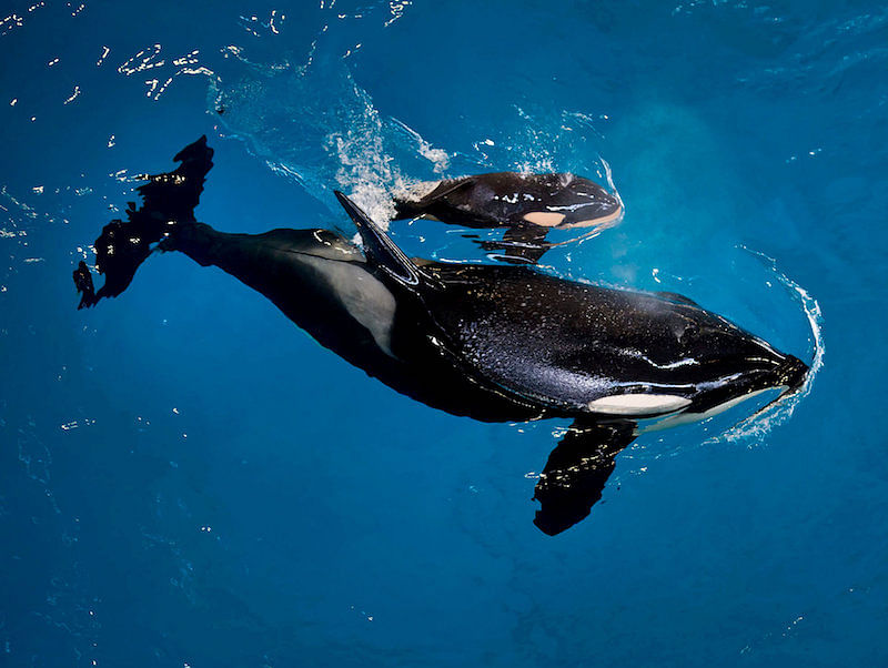 Researchers said the orca’s ability to mimic does not mean she understands what she is saying. AFP file photo