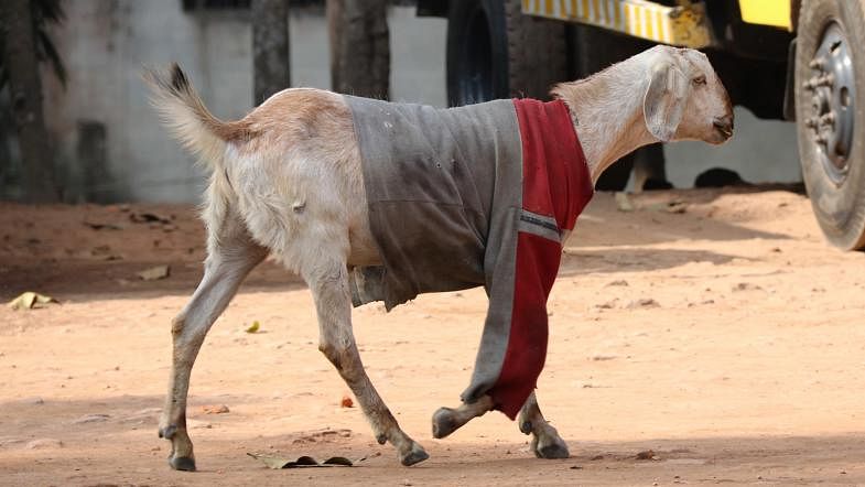 A goat has been worn warm cloth in cold. Muroli, Jessore sadar on 30 January. Photo: Ehsan-Ud-Daula