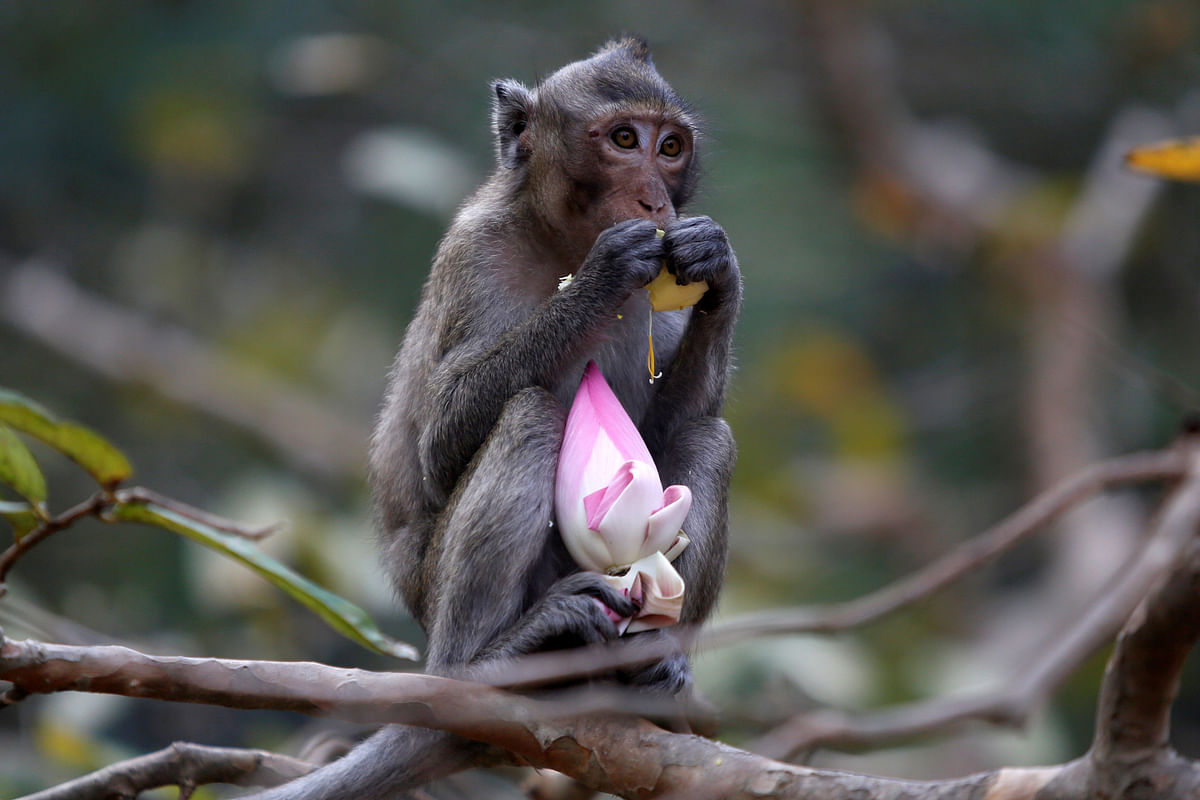 A monkey eats a lotus flower, during the annual Makha Bucha Day which celebrates Buddha`s teachings, in Kandal province, Cambodia on 31 January 2018. Photo: Reuters