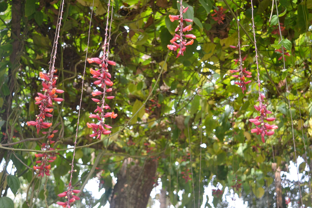 Clock Vine, locally known as Basor Lata, are planted to decorate houses. The snap is recently taken in Ishwardi, Pabna. Photo: Hasan Mahmud