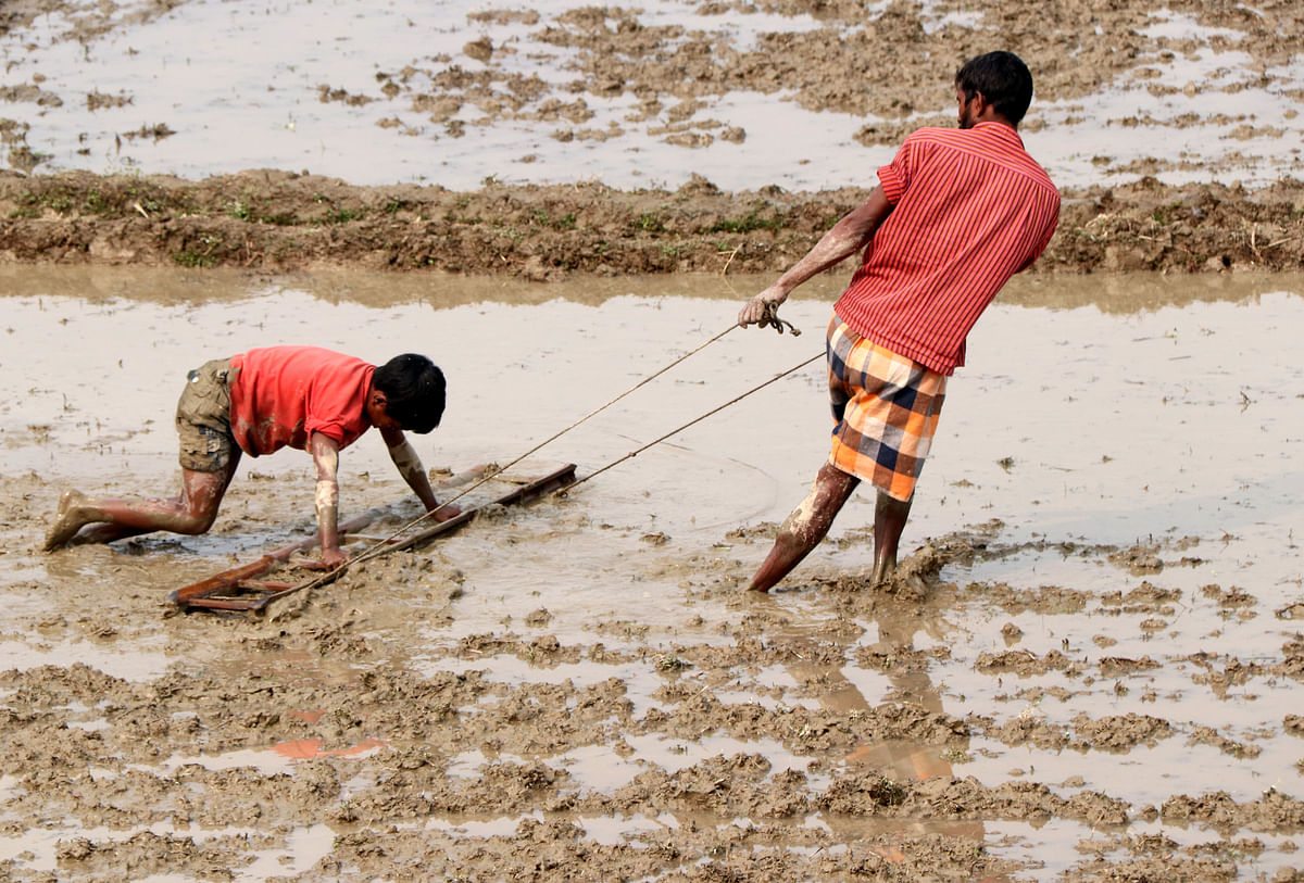 A boy helps his father level land before planting Boro paddy in Gordah village of Gabtali upazila, Bogra on 2 February. Photo: Soel Rana