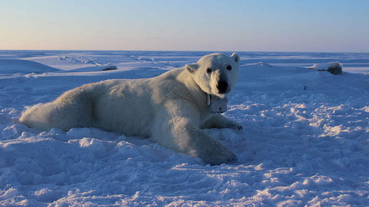 An adult female polar bear rests on the sea ice wearing a GPS satellite video-camera collar in this handout photo provided 1 February 2018. Photo: Reuters