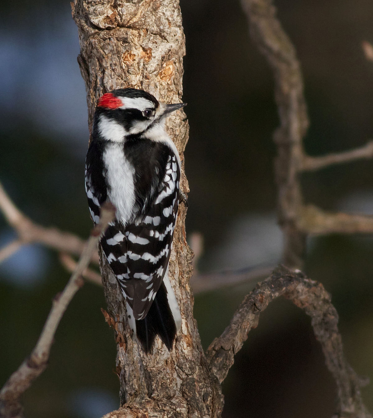 A Downy woodpecker is shown in this undated photo provided on 2 February 2018. Photo: Reuters