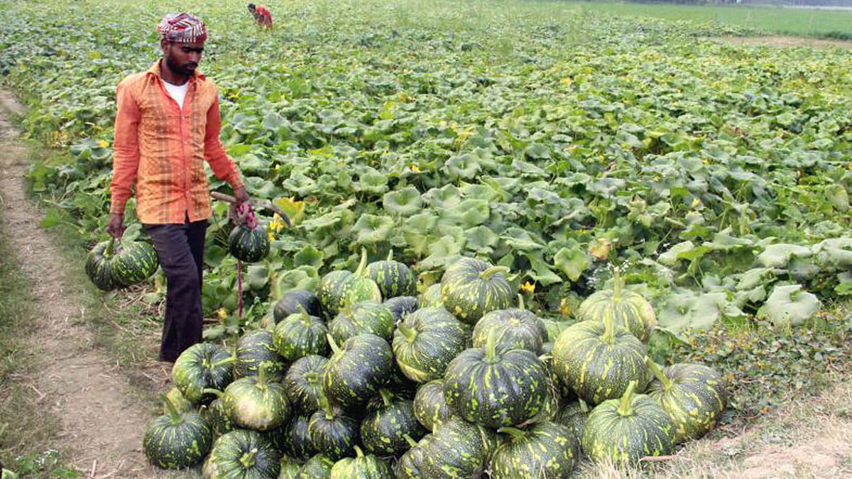 A farmer piles up pumpkins from his field in Char Bhakum of Shingair upazila of Manikganj on 2 February 2018. Photo: Abdul Momin
