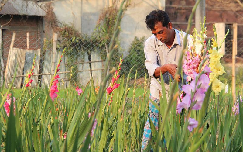 Farmers grow gladioli commercially across the country. Uttam Kumar Sen has a gladioli farm on 20 decimals of land in Oponachowdhury Para of Khagracchari. Recent photo by Nerob Chowdhury.