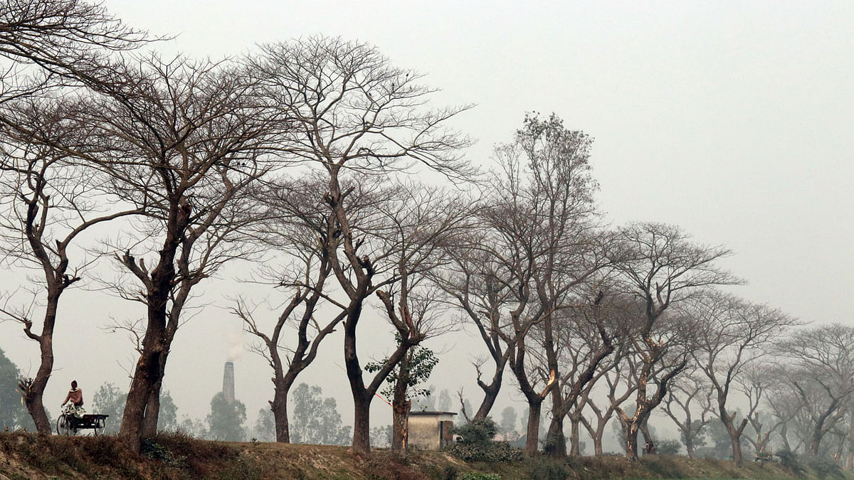 Empty trees wait to sprout again in the spring in Rangpur on 4 February 2018. Photo: Mainul Islam