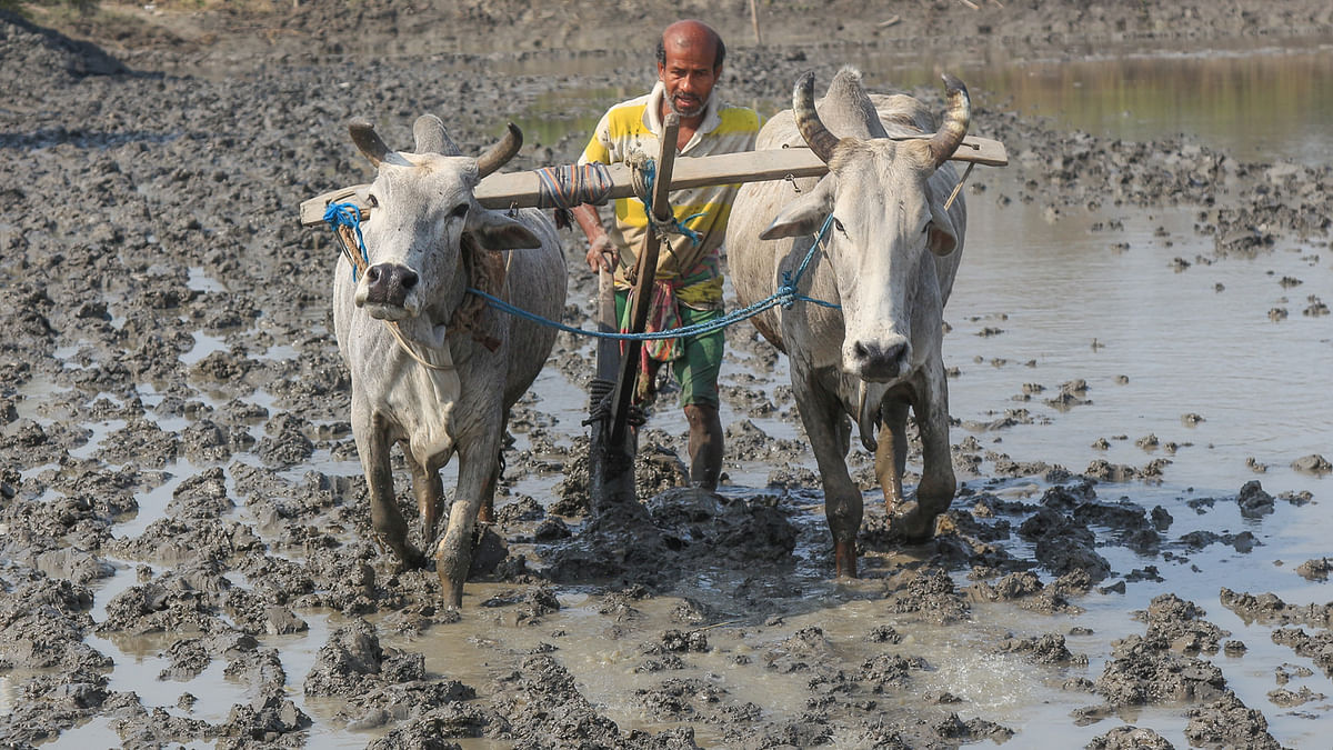 A farmer prepares seed beds with a plough pulled by cattle in Khulna on 4 February 2018. Photo: Saddam Hossain