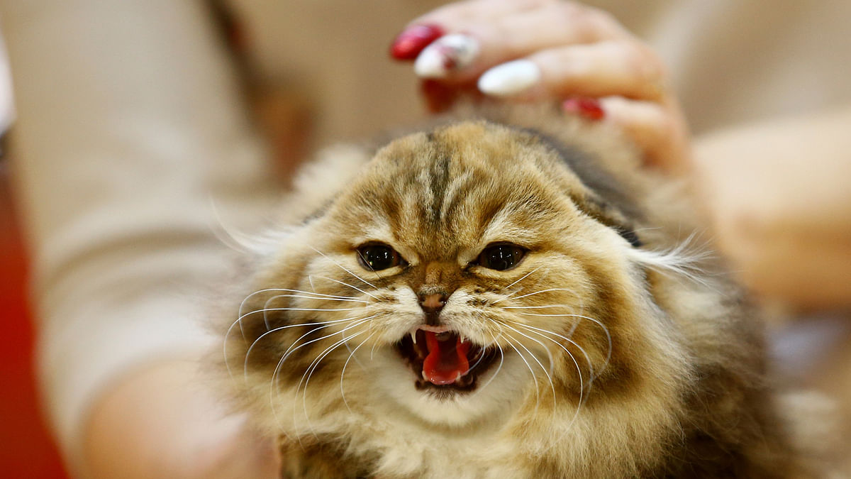 An expert holds a cat during the international exhibition in Minsk, Belarus on 4 February. Photo: Reuters
