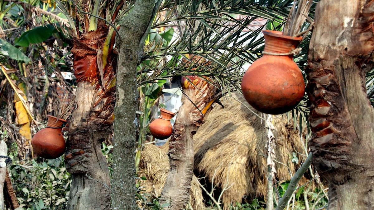 Date palm juice from a trimmed tree drips into earthen pot at Boropata of Sharsha upazila in Jessore on 4 February 2018. Photo: Ehsan Ud Doula