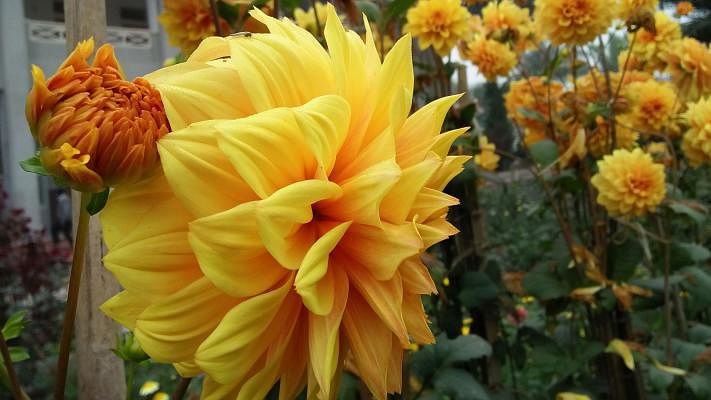 A large yellow dahlia blooms in the Kumudini hospital garden in Mirzapur, Tangail. 5 February. Photo: Sohail Mohsin.