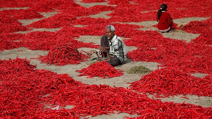A man removes stalks from red chillis peppers at a farm in Shertha village on the outskirts of Ahmedabad on 5 February 2018. Reuters