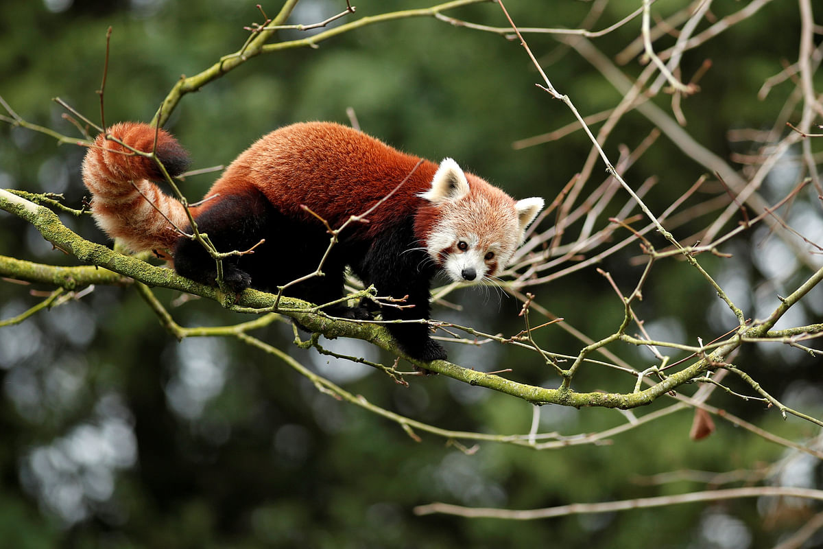 A Red Panda (Ailurus fulgens) climbs a tree at the Beauval zoo in Saint-Aignan-sur-Cher, central France, January 13, 2018. REUTERS