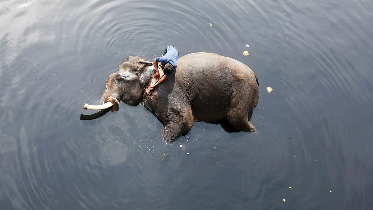 A mahout bathes his elephant in the polluted water of river Yamuna in New Delhi, India on 6 February. Photo: Reuters
