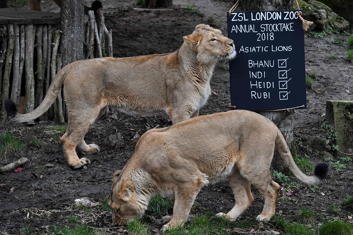 Asiatic lions are seen with a stock take board during the annual stock take at the ZSL London Zoo in central London on 7 February 2018. Photo:AFP
