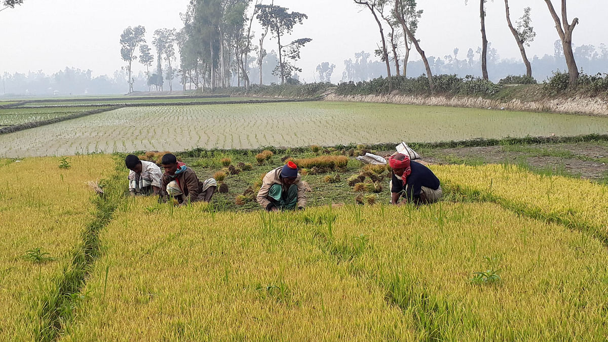 Farmers are working in a seedbed in Betua of Raiganj upazila in Sirajganj on 9 February. Photo: Sajedul Alam