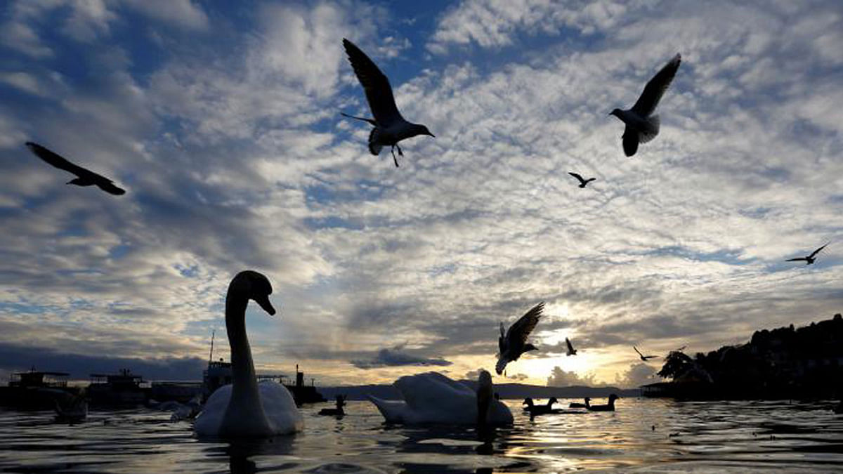 Swans and gulls feed on treats left by the tourist at Ohrid Lake in Ohrid, Macedonia on 9 February 2018. Reuters