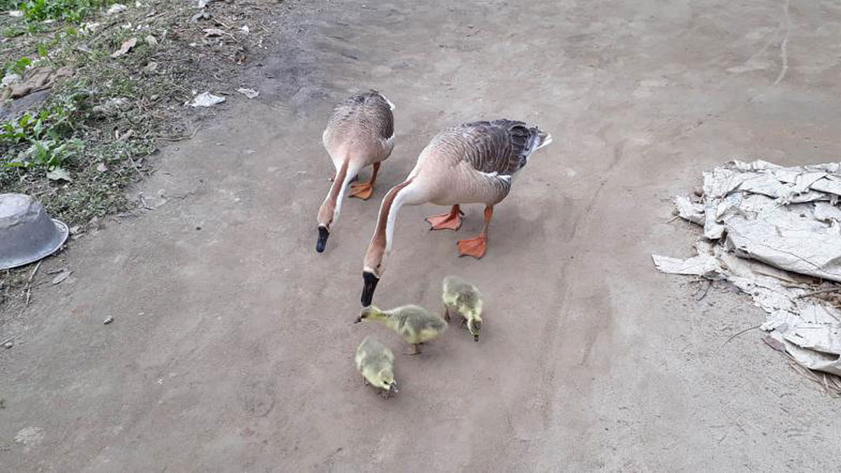 A pair of geese with their goslings in the Rantitha area of Raiganj, Sirajganj on 10 February. Photo: Sajedul Alam