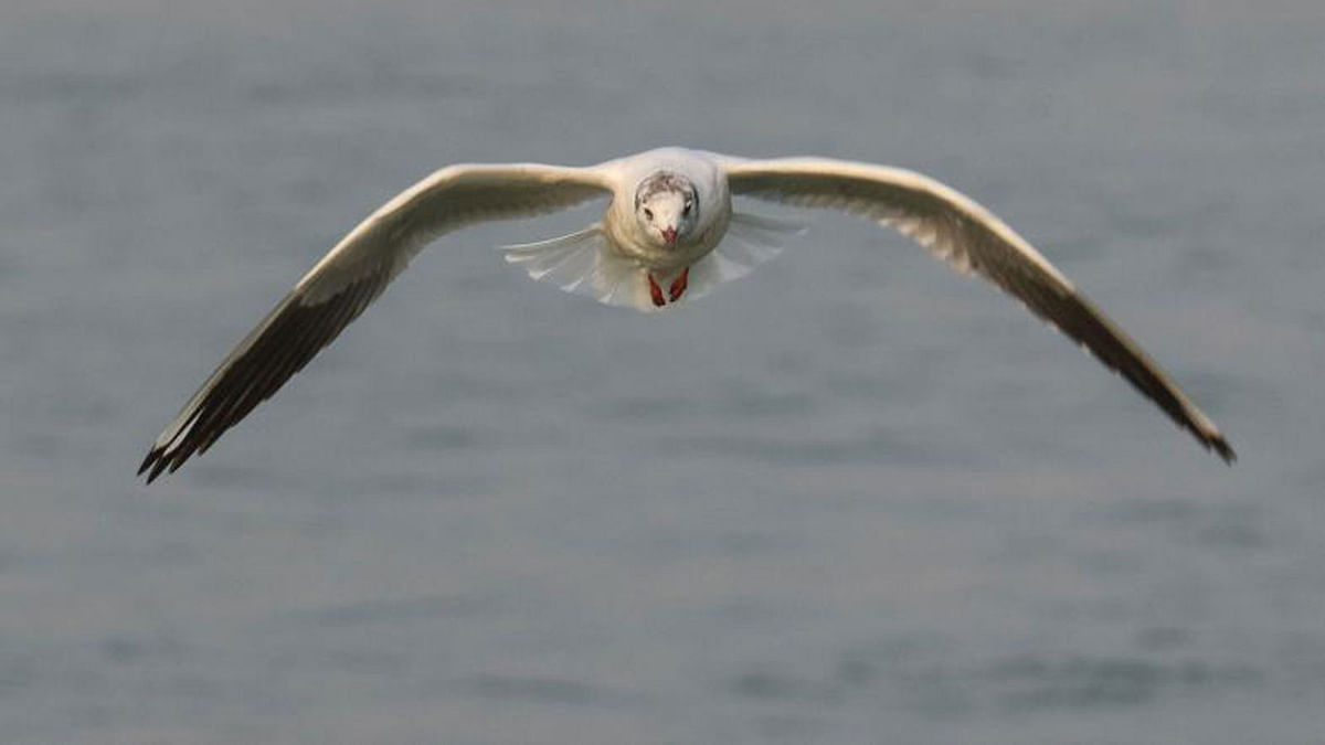 A seagull flies over the river Padma in Mawa Ghat on 7 February. Photo: Saddam Hossain