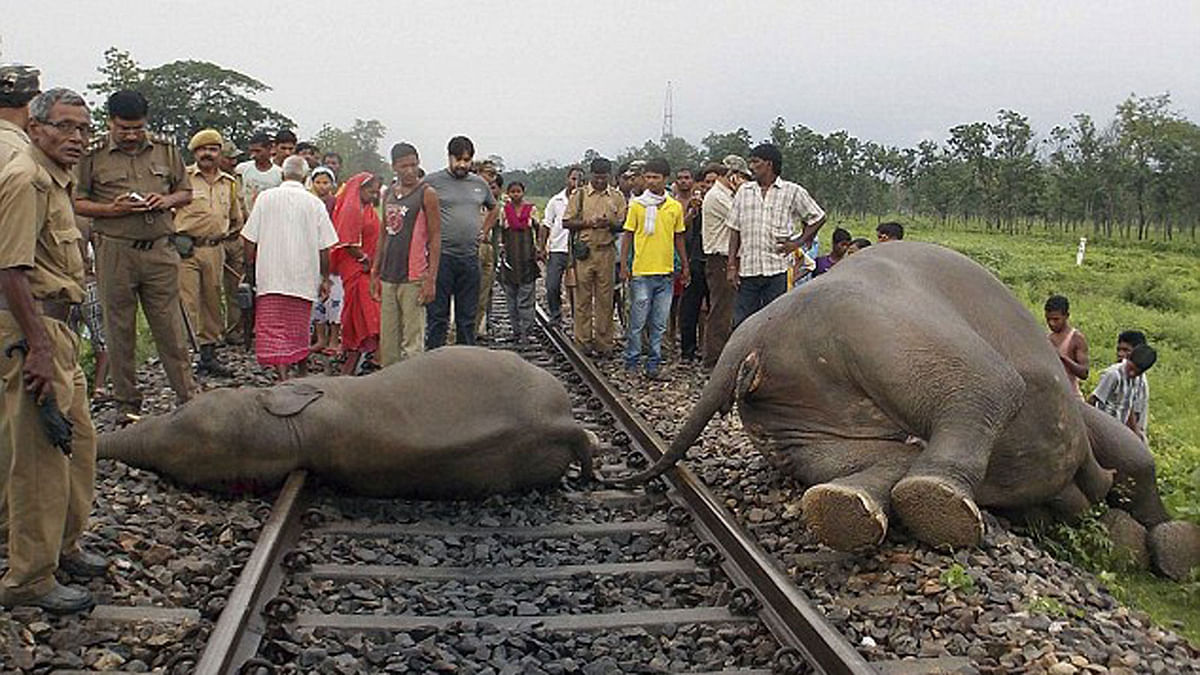 A crane removes the carcass of a female elephant near Banarhat village, in the eastern Indian state of West Bengal. The track was closed down for several hours after the collision. Reuters file photo
