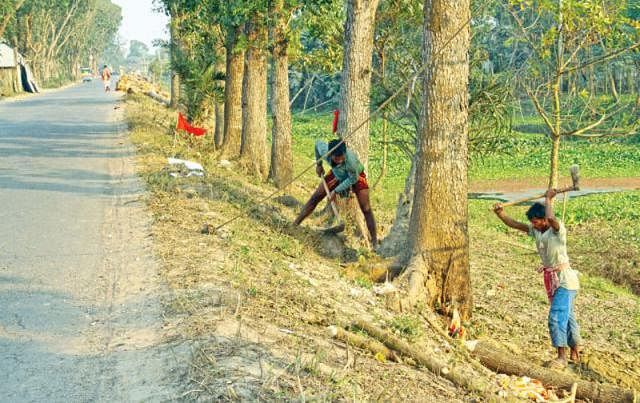 Trees on both sides of Manikganj-Singair-Hemayetpur regional roads in Manikganj being felled. The photo was taken from Shibpur area of Singair upazila on 24 January. Photo: Prothom Alo
