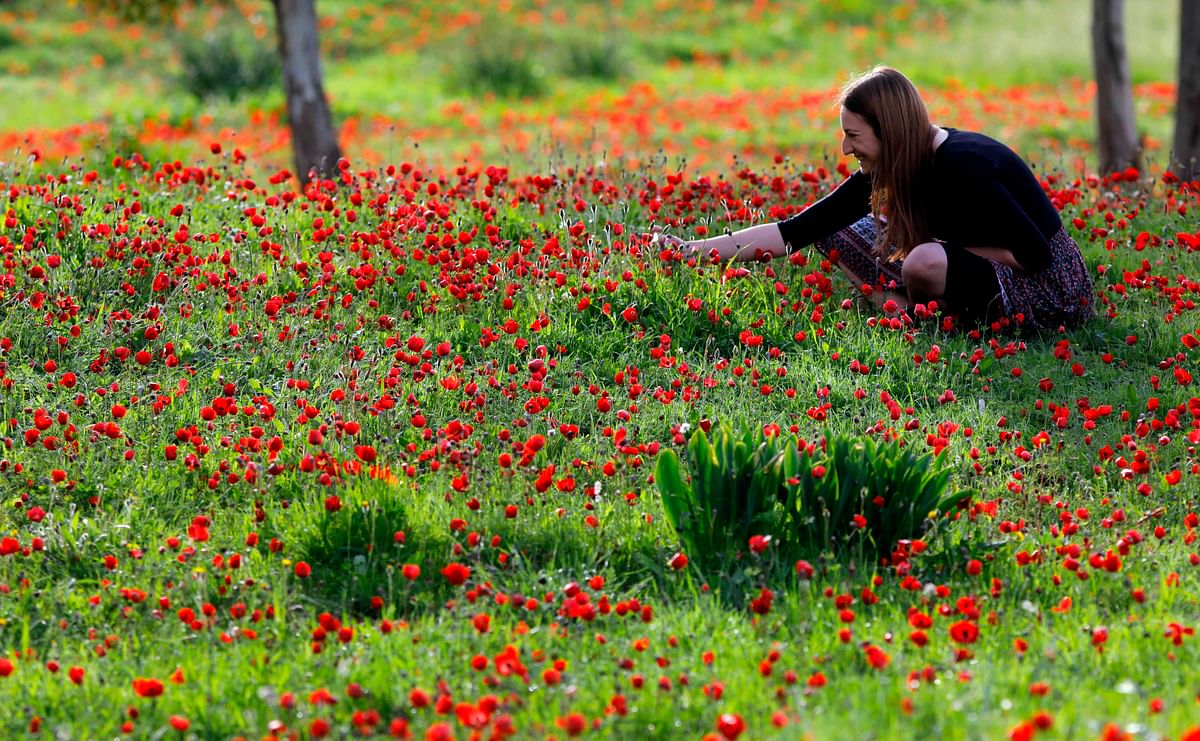A woman picks flowers as she sits in a field of blossoming red Anemone coronaria, around Kibbutz Alumim near the Israeli border with the Gaza strip, on 13 February 2018. Photo: AFP